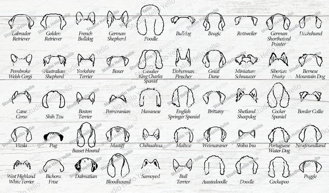 PRE-ORDER Dog Ears With Name Graphic Tee/Sweatshirt